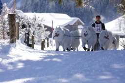 Lenk 2013